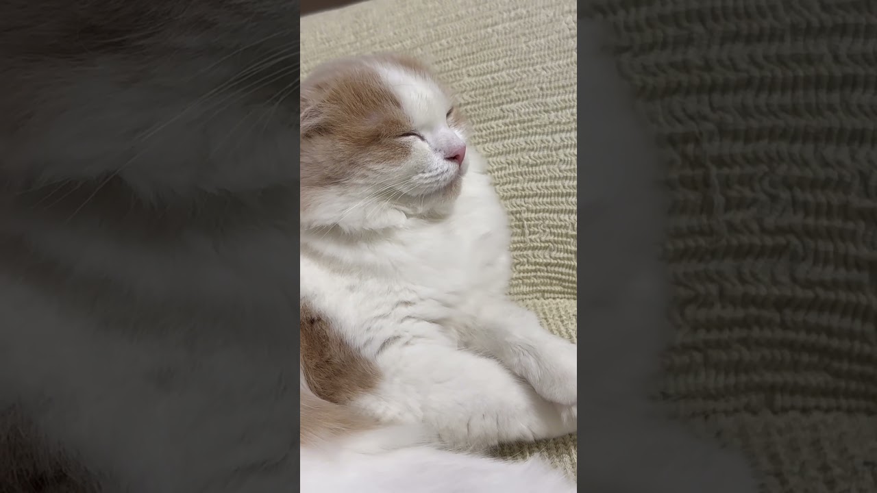 気持ち良さそうにしてる間にスコティッシュフォールドの耳の中を覗こうとする　#cat #kitten #catlover #猫のいる暮らし #ねこ