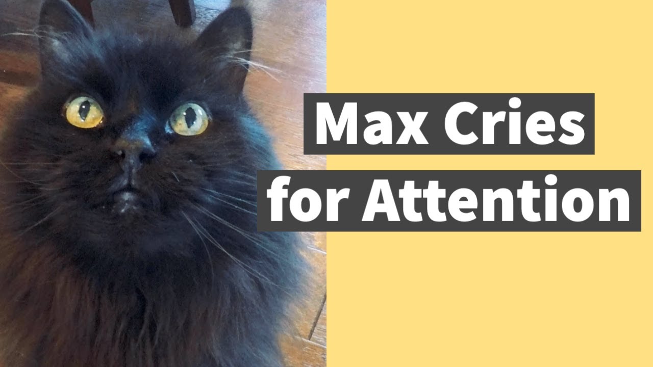 Max Cries for Attention