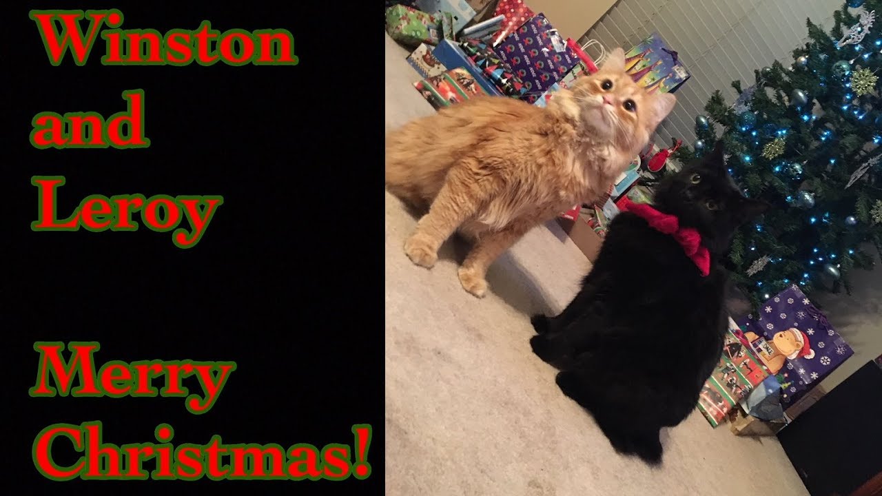 Winston and Leroy, Merry🎄Christmas!