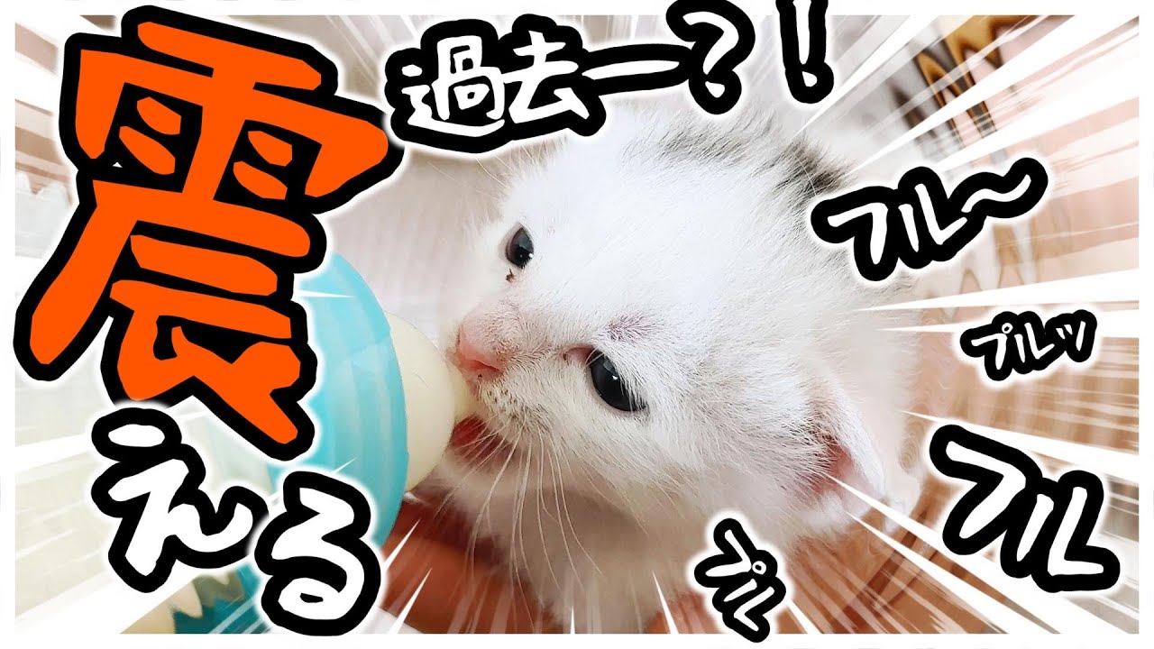 ふるふるふるるるぅ～ミルクに興奮？！過去一震える子猫【保護猫生活10日目】