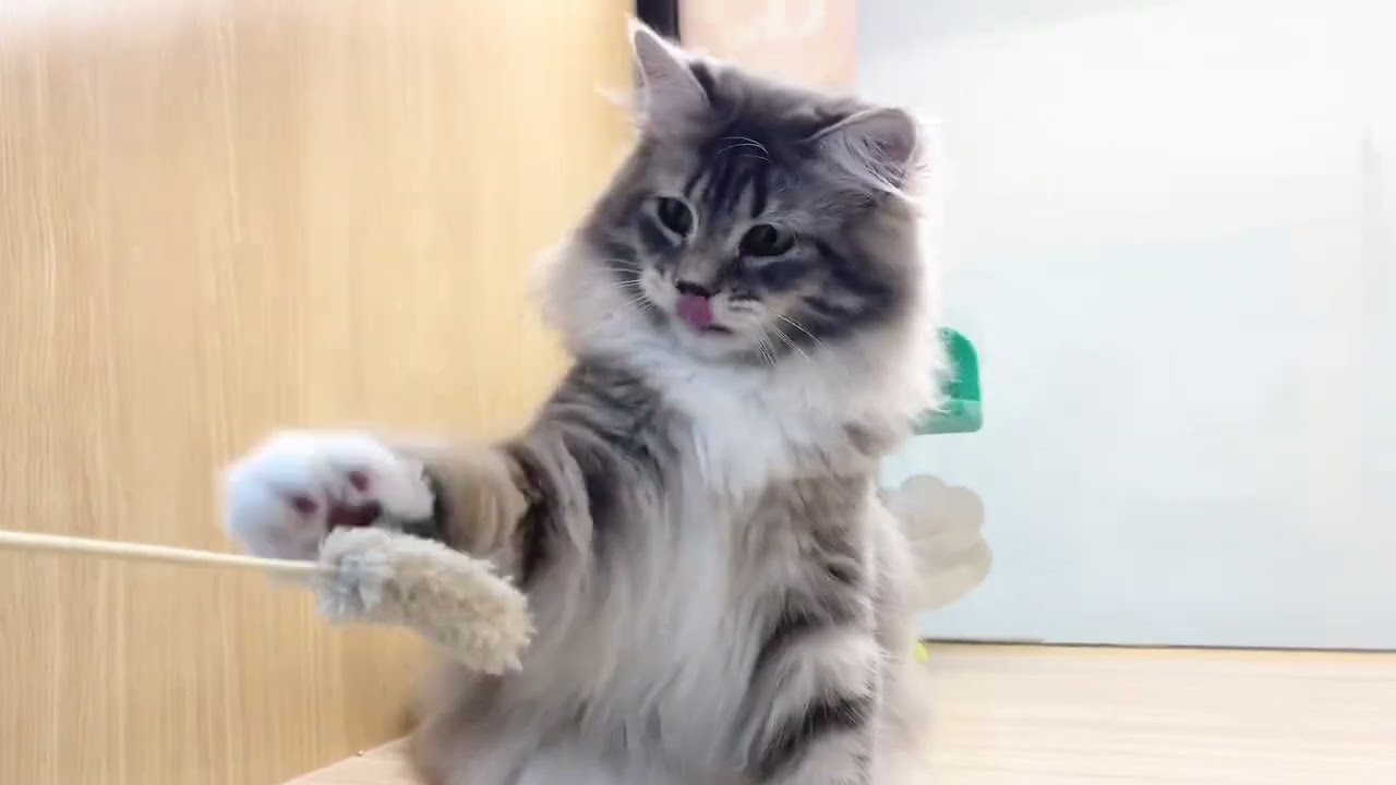 【12/16撮影】猫じゃらしにまで甘えるサイベリアンちゃん♡
