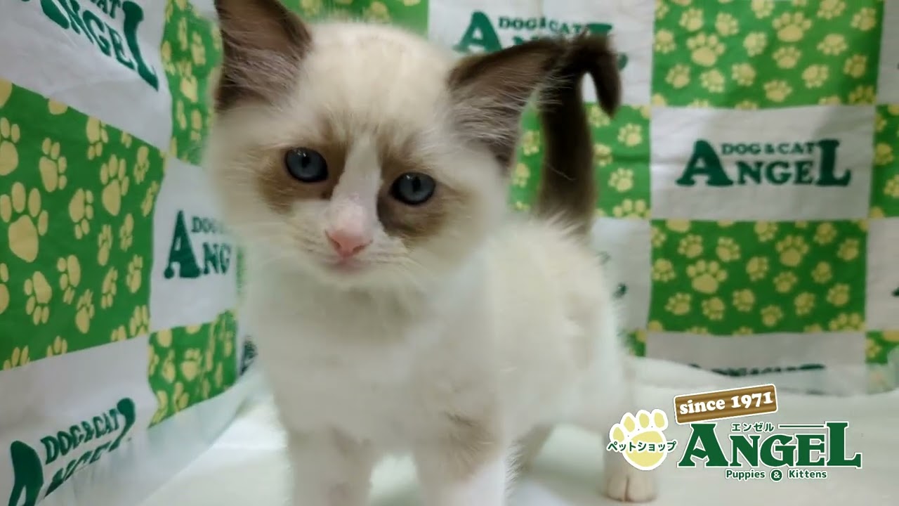 ラグドール 2410184 【ペットショップエンゼル　子犬・子猫販売】