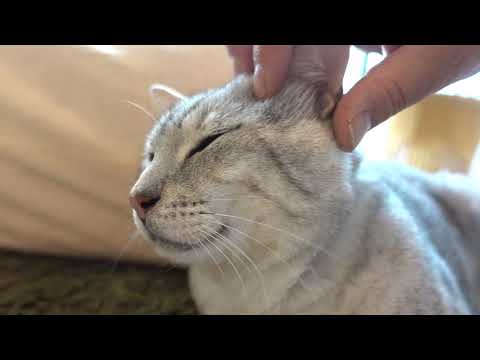 エジプシャンマウのマウ くん4月1日トライアル出発です。保護猫カフェ駒猫　cute egyptian mau cat is graduating