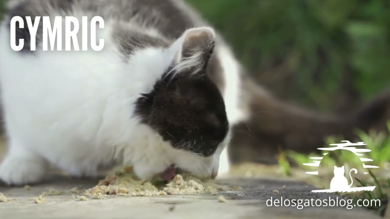 Gato Cymric en movimiento