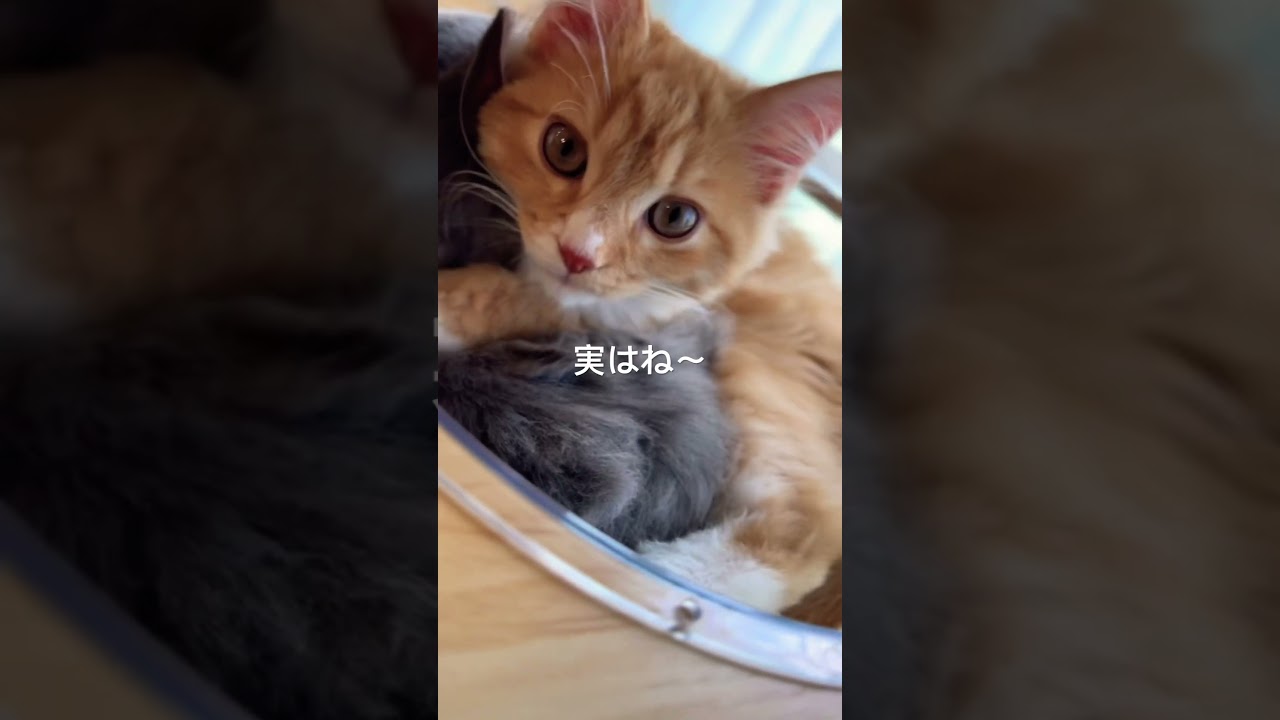 キャットタワーの透明ボール大好きなサイベリアン  #猫#cat #siberian #サイベリアン#ねこのいる生活