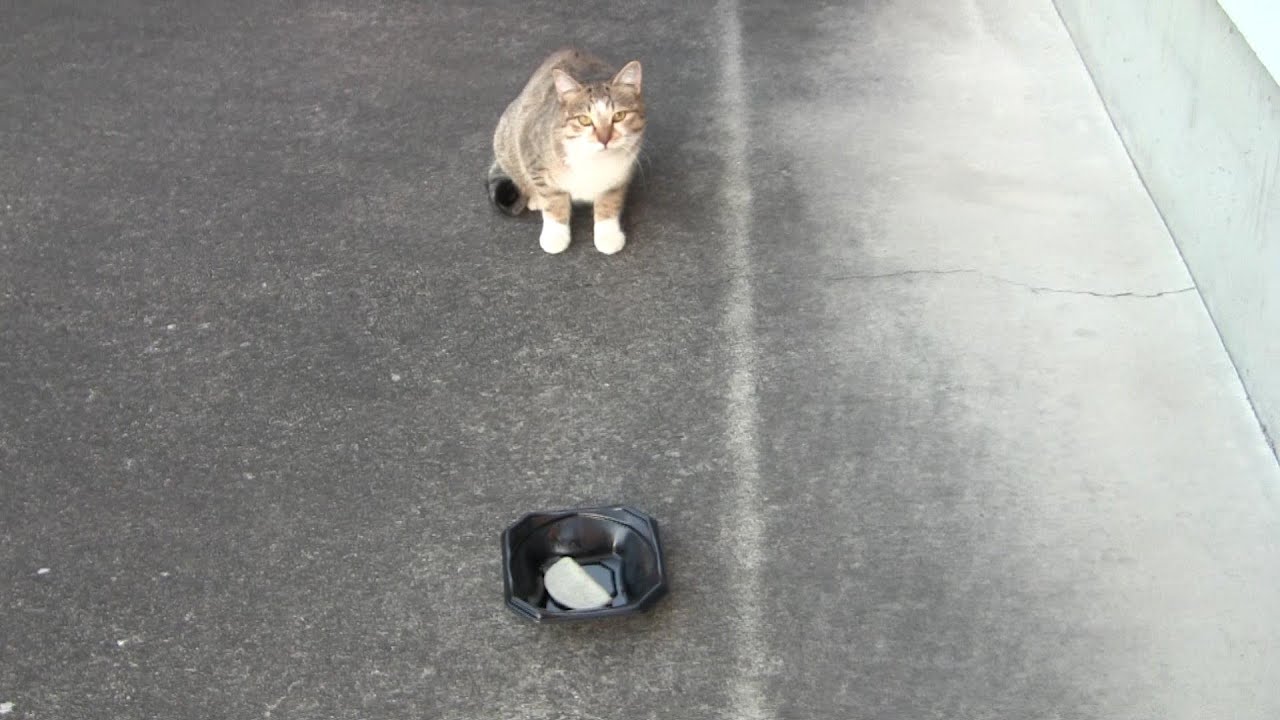 のらネコちゃんの大好きな黒はんぺん・逃げずに食べてくれました。