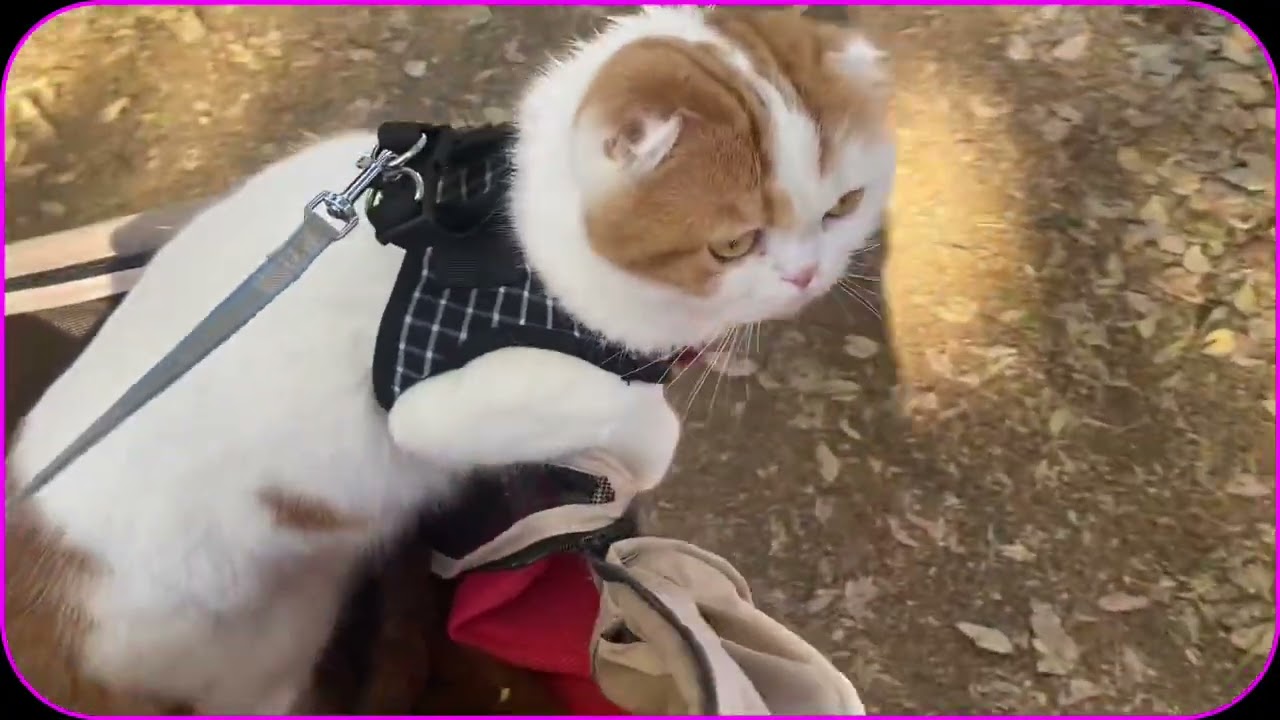 １２月なのに､綺麗な､紅葉🍁に、びっくりした‼️スコティッシュねこのマリオ君❤️