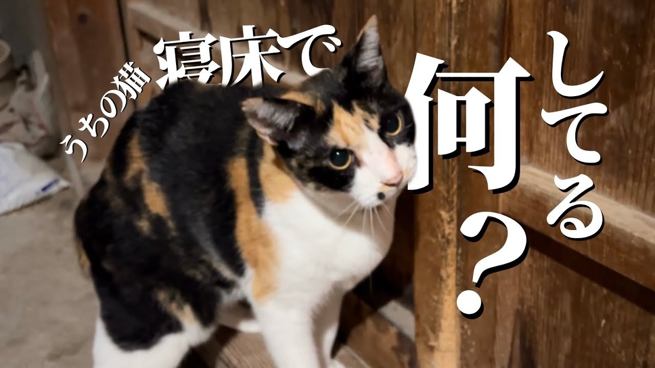 押入れで寝る猫、寝床での夜の行動をチラ見せ。