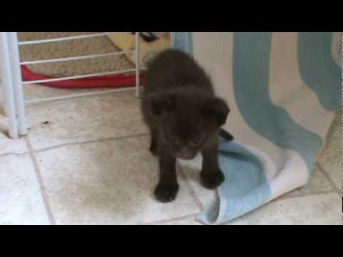 Havana Brown Kittens