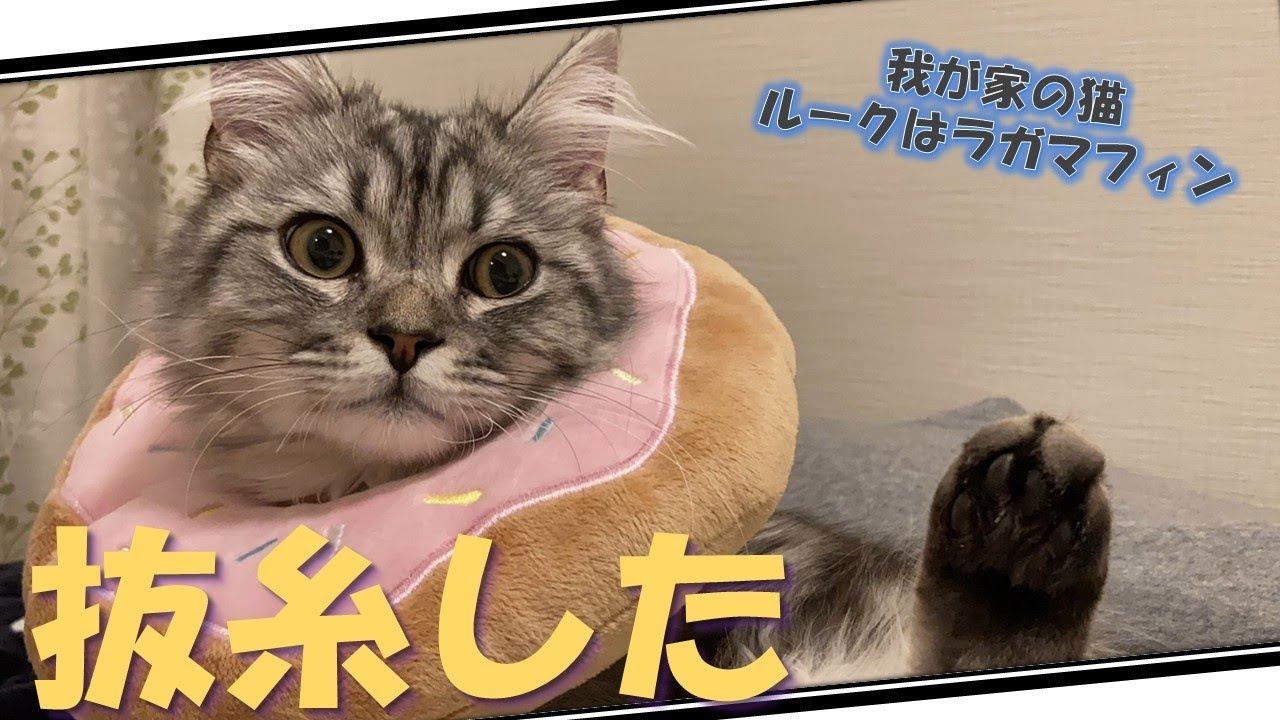 【Vlog】我が家の猫は去勢の抜糸をしました