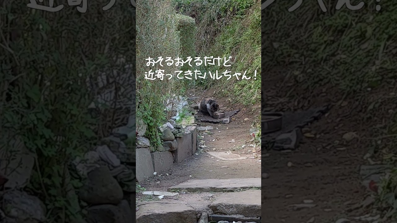 残飯を漁って飢えをしのいでいた子猫と出会った日 🐈️#保護猫 #cat  #kitten
