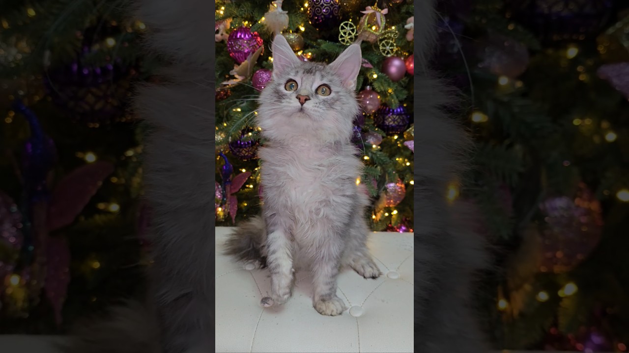 Black Silver Maine Coon Kitten