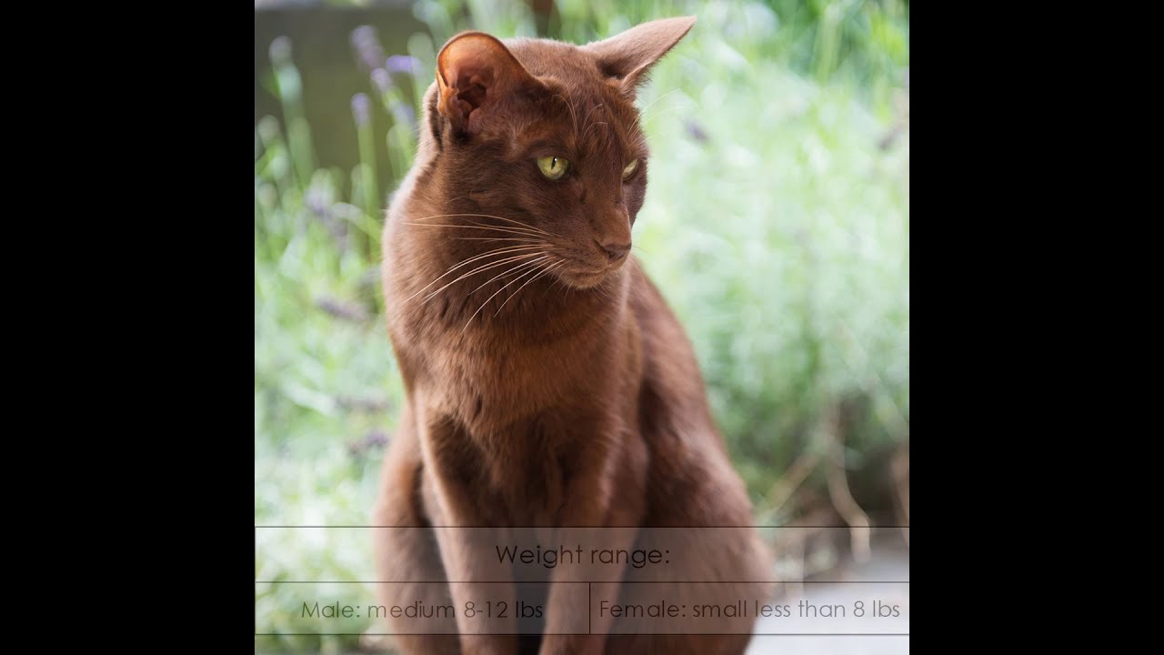 Havana Brown - Cat Breed - Pet Friend