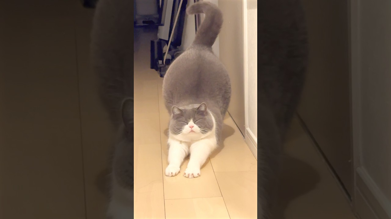 今日もお疲れ様 #猫 #cat #ブリテッシュショートヘアー #猫のいる暮らし #ねこ #お出迎え猫