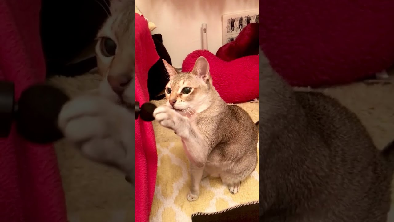 ミニボディケアガンでフレーメン顔しちゃうシンガプーラなのにゃ♪