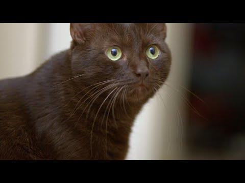 Fantastic Felines: Havana Brown 🐱 🐈‍⬛ #havanabrown