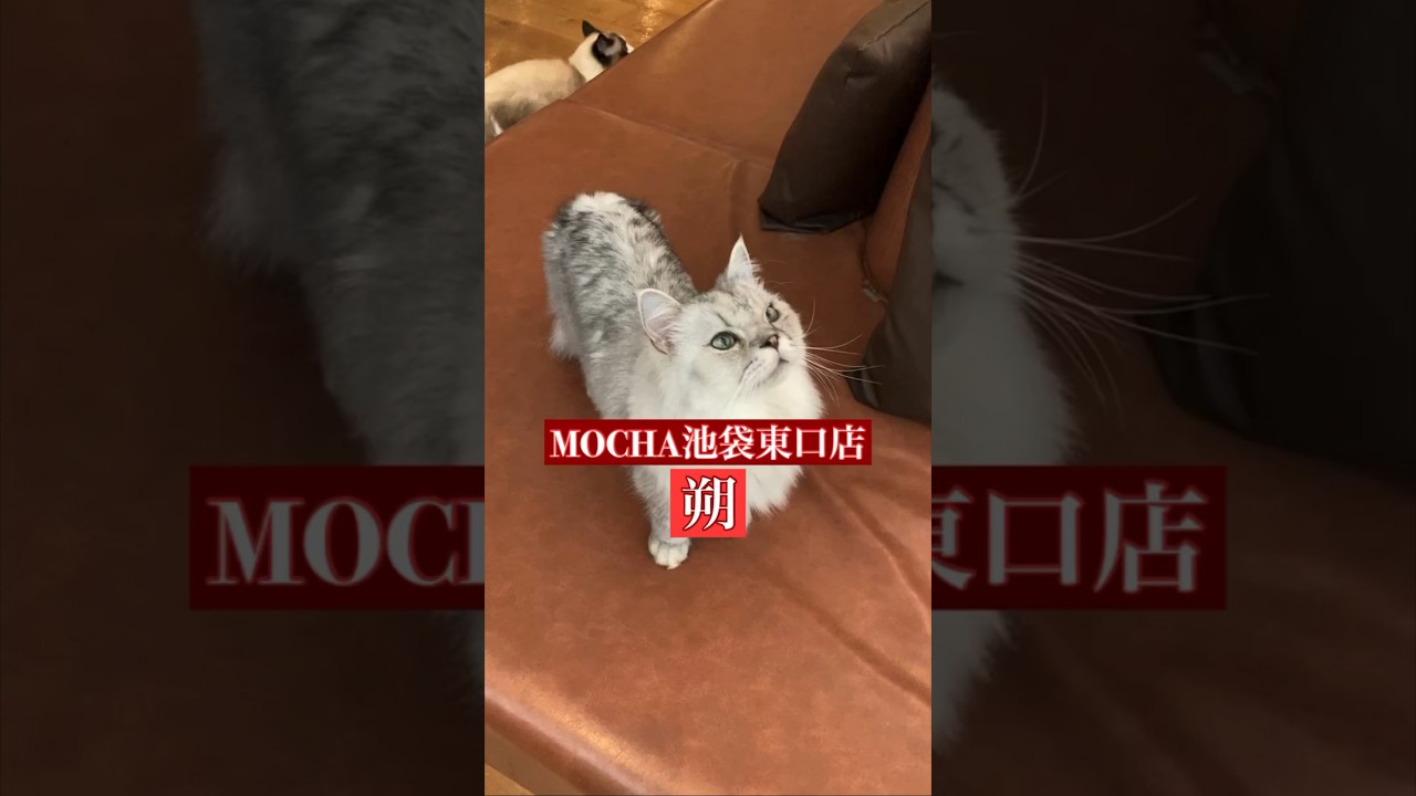 🐱朔🐱　猫カフェMOCHA池袋東口店　(ラガマフィン♂)　2024/6/12 撮影分　#日替わり猫カフェにゃんこ