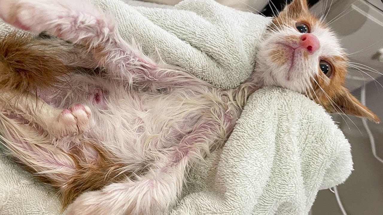 鳥に襲われて死にかけていた子猫を拾ったので適切な治療を受けさせてみた結果…