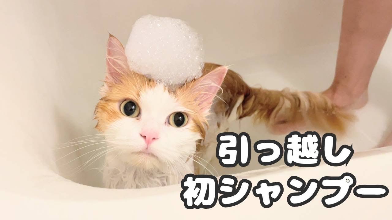 引っ越してはじめてのシャンプーをしてみた件 #ねこ #サイベリアン