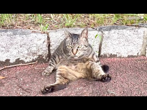 もはや猫じゃない格好で笑わせにきてるキジトラ