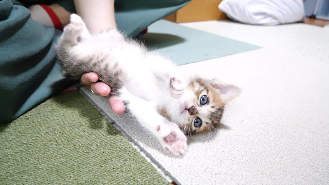 子猫はおじさんの膝からつるっと滑り落ちてしまいました【赤ちゃん猫　保護猫】