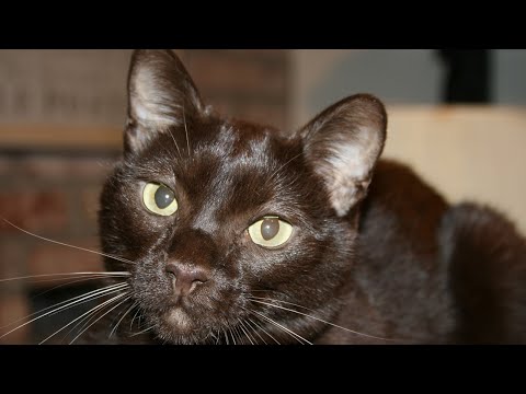 The 30+ Best Names for Your Havana Brown Cat 🐾🌟