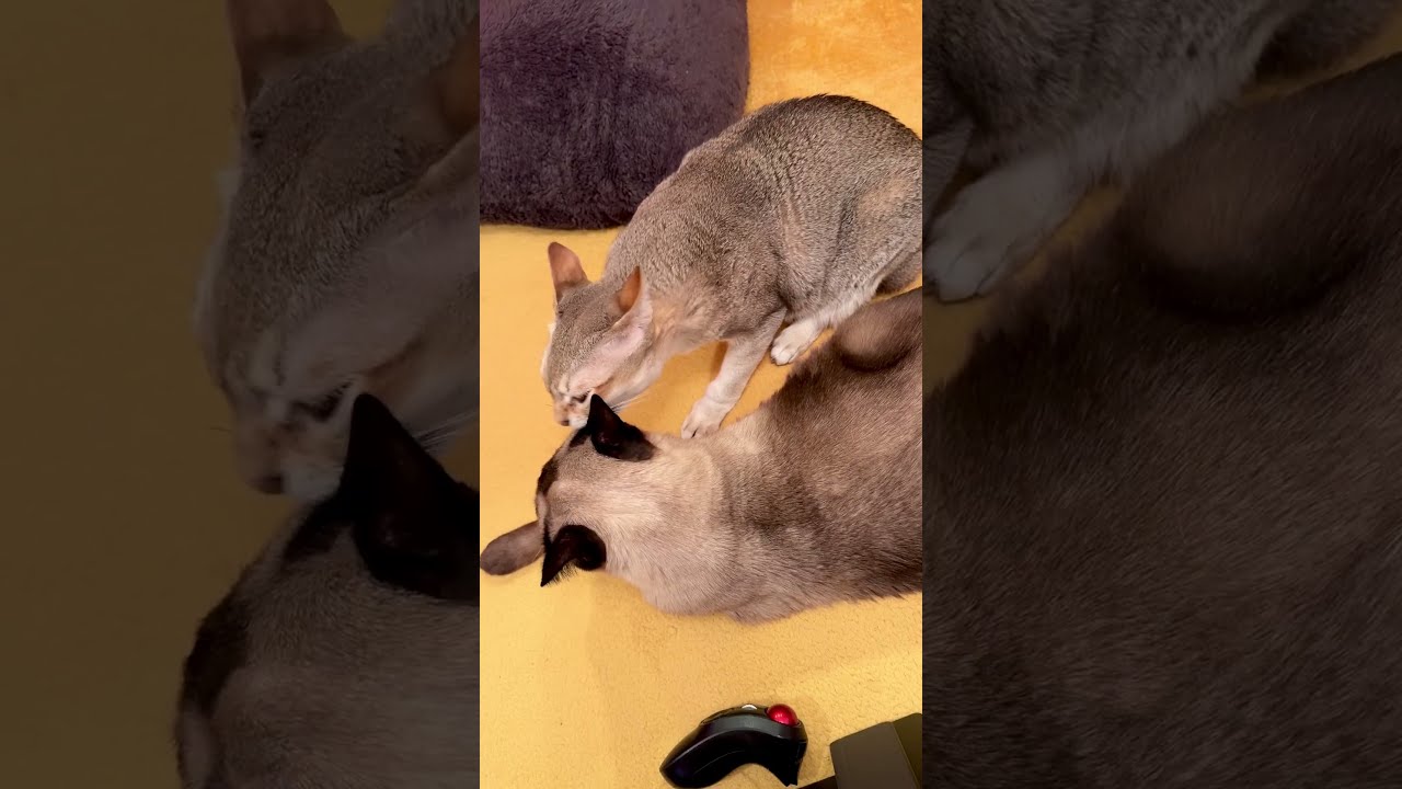 並んでなかよしペロペロするシンガプーラとたぬき猫なのにゃ♪ #cat #シンガプーラ #トンキニーズ#たぬき猫