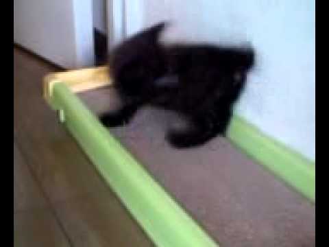small cute kitten(Havana Brown)
