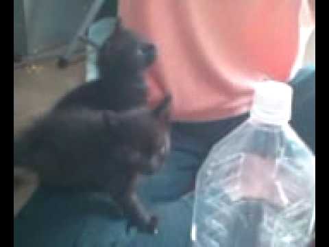 Hungry small cute kitten2(Havana Brown)