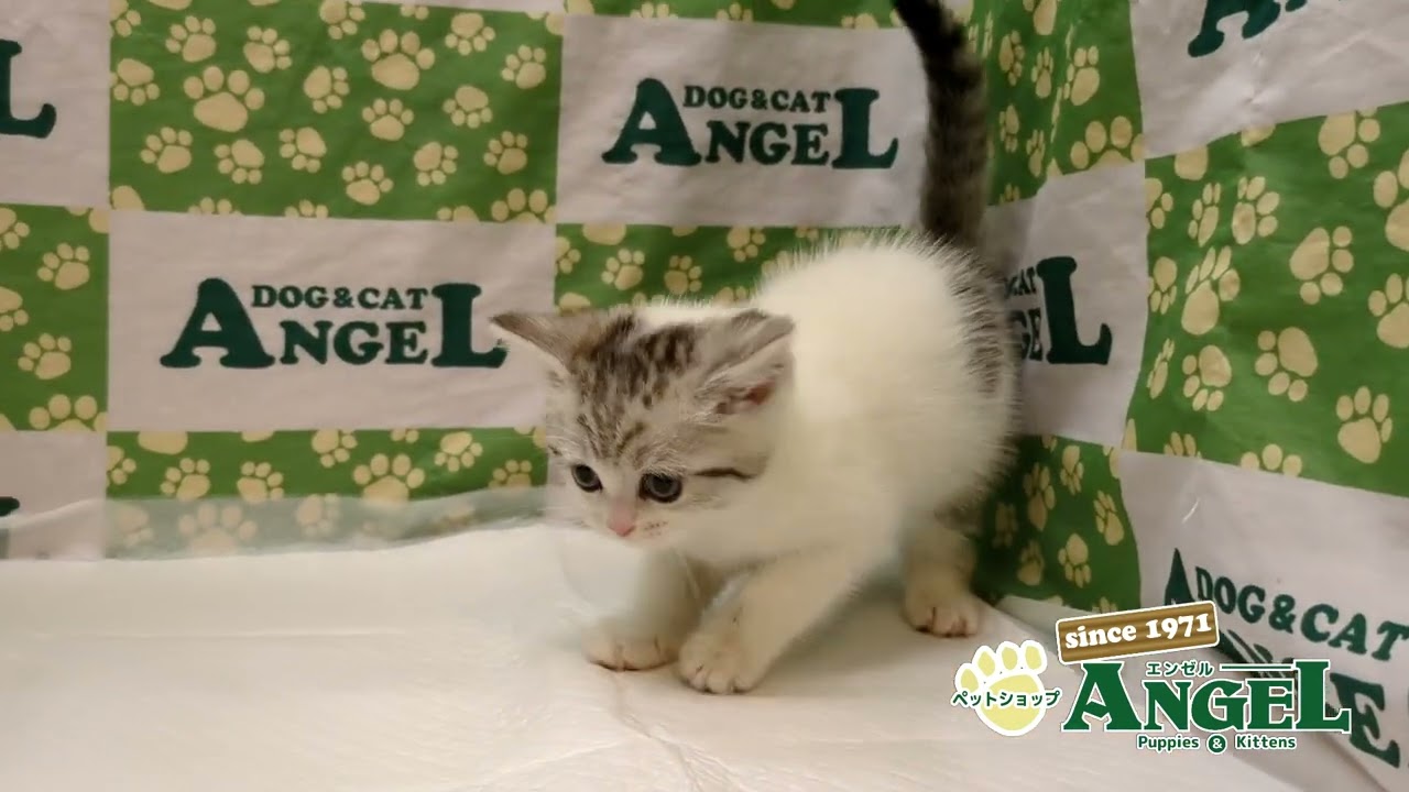 スコティッシュフォールド 2412090 【ペットショップエンゼル　子犬・子猫販売】