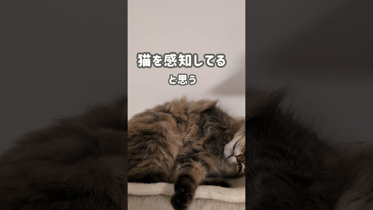 猫をねらうAI【足長ミヌエット】＃Shorts
