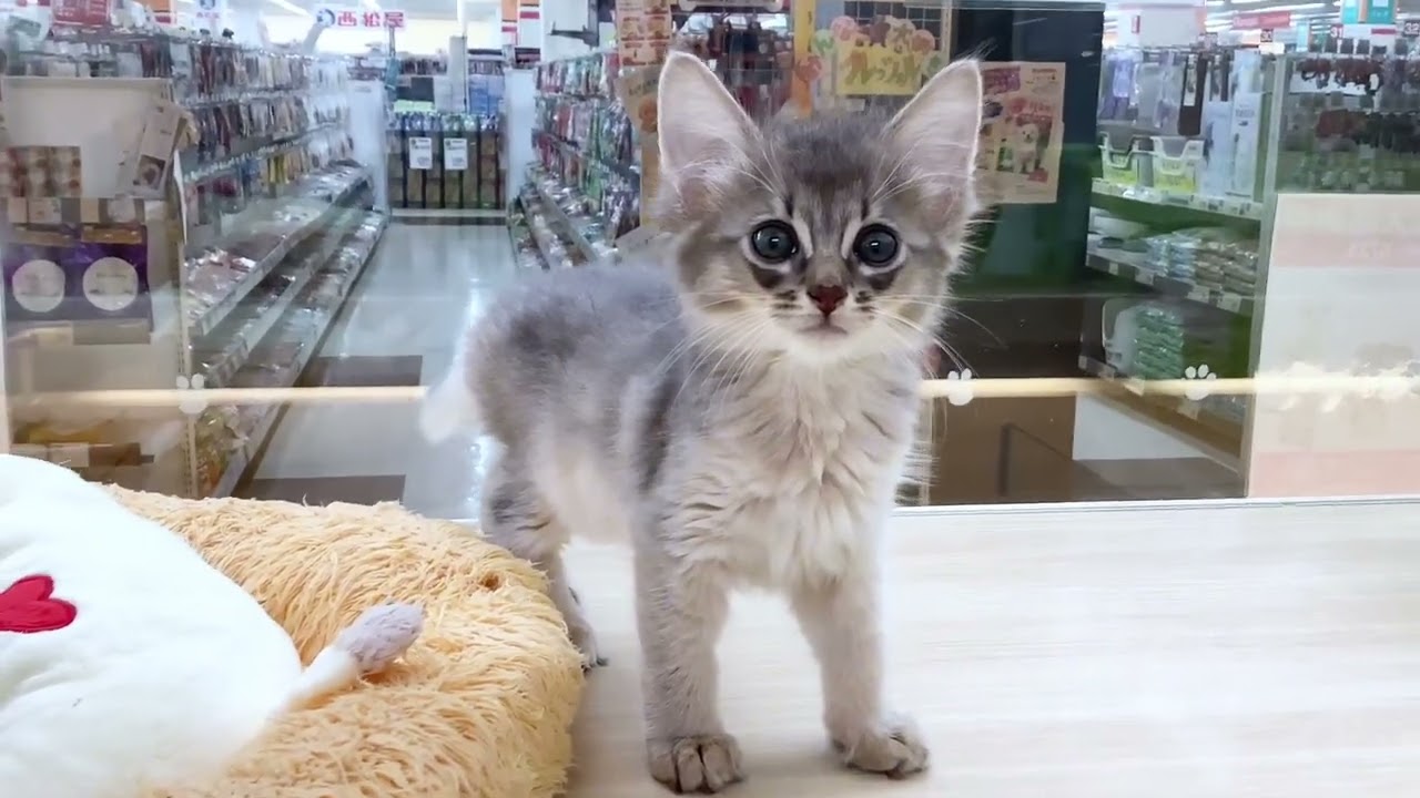 【 ソマリ 】希少なブルーカラー！穏やかな男の子♡