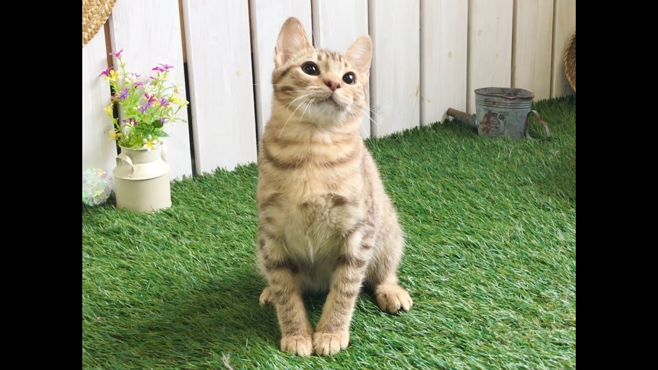 【ナナハチ’s ROOM】オシキャット  ☆チョコレートスポッテッドタビーの女の子 20190621《神メソッド》