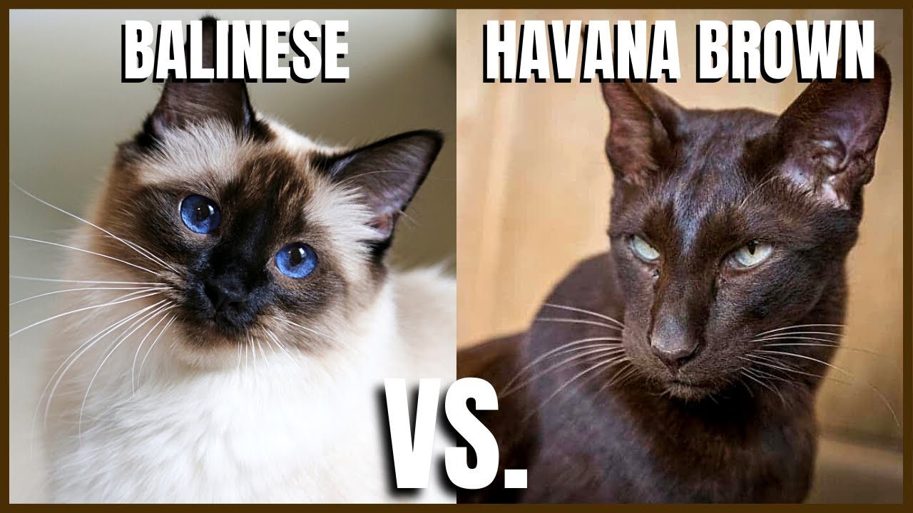 Balinese Cat VS. Havana Brown Cat