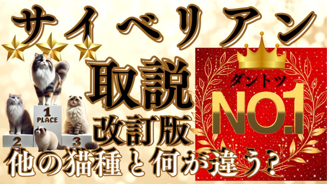 【サイベリアン取扱説明解説】【繁殖禁止国続出のスコティッシュフォールド】や他の猫種との徹底比較。どんな【キャットフード】？注意事項は？水分補給は？どんな便利グッズ等々、たくさんの実録動画で解説。