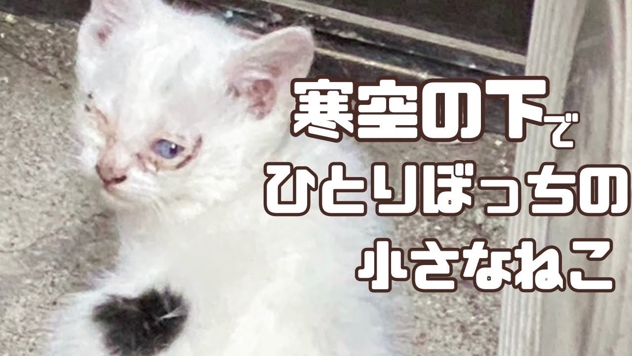 【保護犬・猫】お母さんとはぐれた子猫をレスキューしました「vol 442」