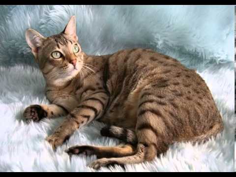 havana brown cat breeders australia