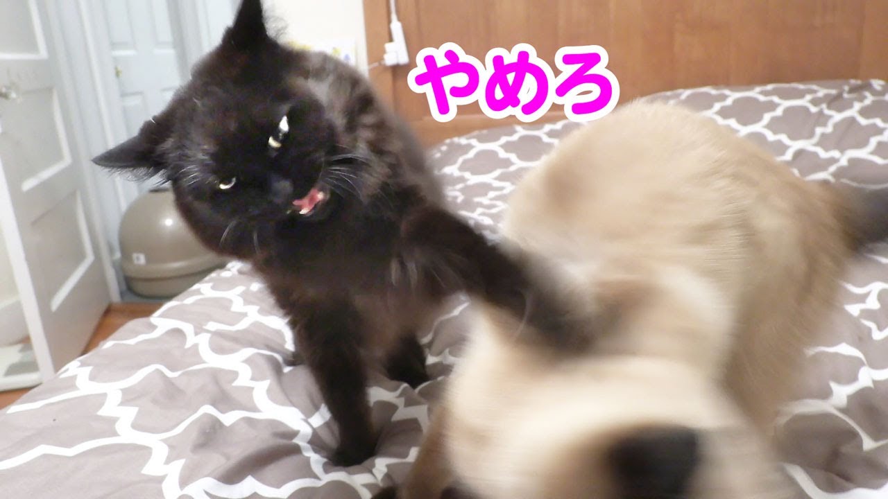 【しゃべる猫】恩を仇で返す！猫あるある【しおちゃん】