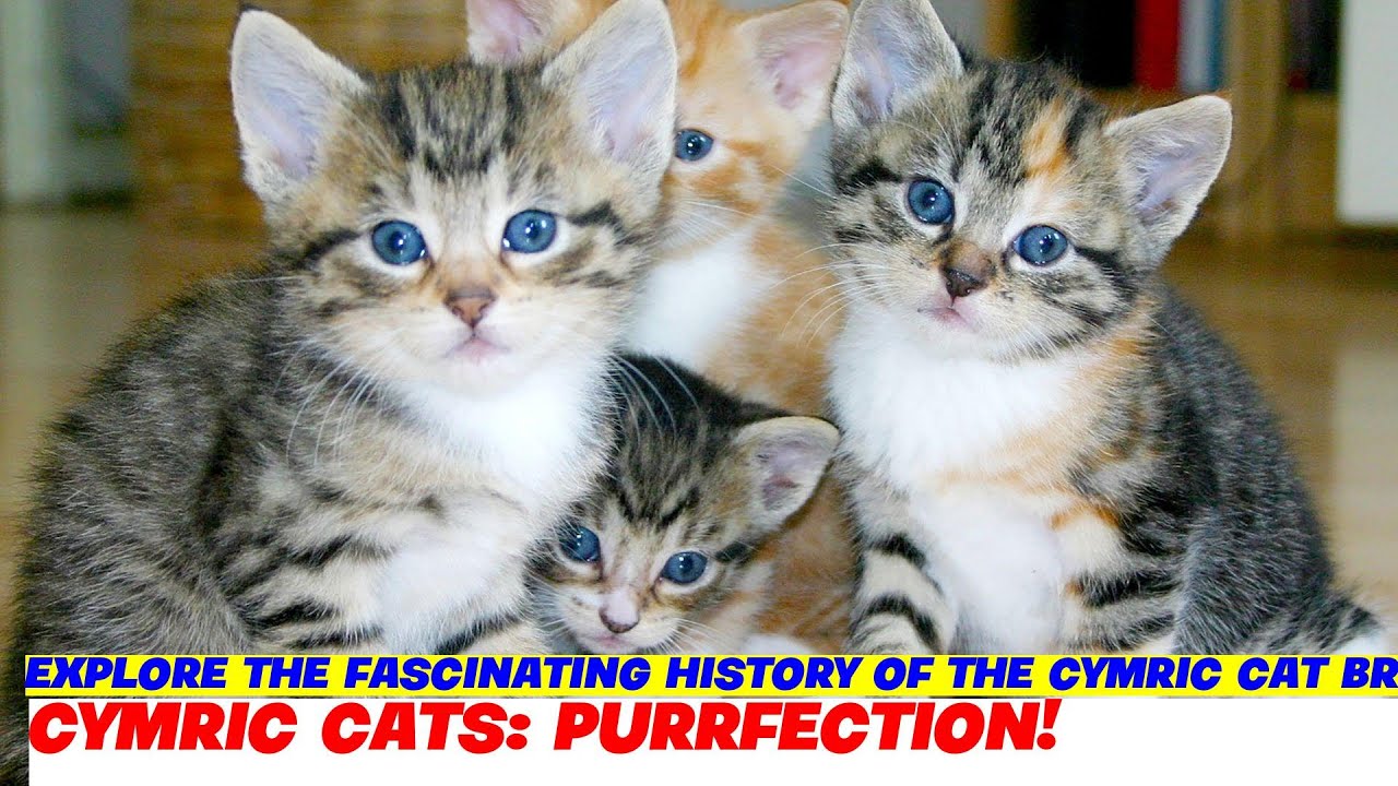 Explore the Fascinating History of the Cymric Cat Breed