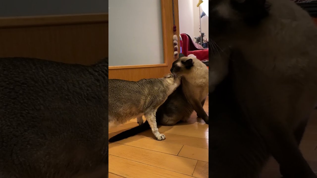 ウロウロしながらソワソワご飯待ちをしているシンガプーラとたぬき猫なのにゃ♪ #cat #シンガプーラ #トンキニーズ#たぬき猫