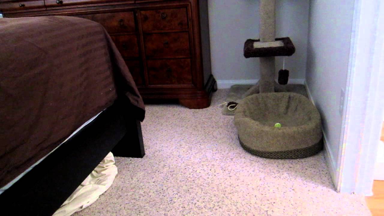 Ellie: Havana Brown Kitten Crying and Meowing
