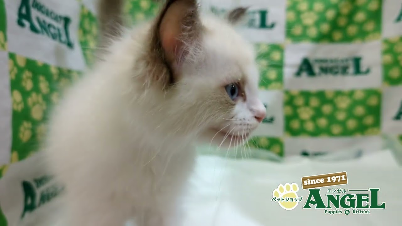 ラグドール 2410177 【ペットショップエンゼル　子犬・子猫販売】