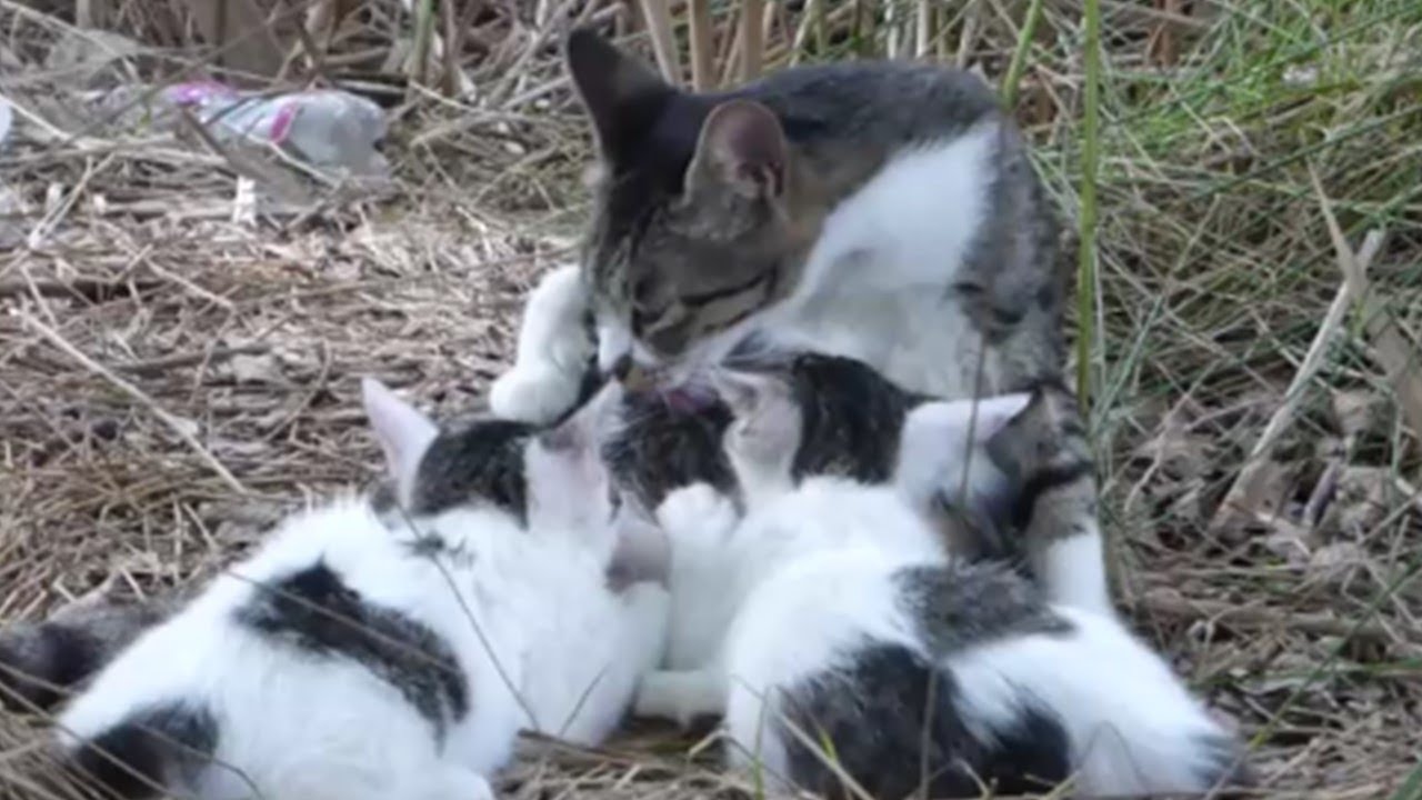 必死に子猫を育てる母猫に遭遇