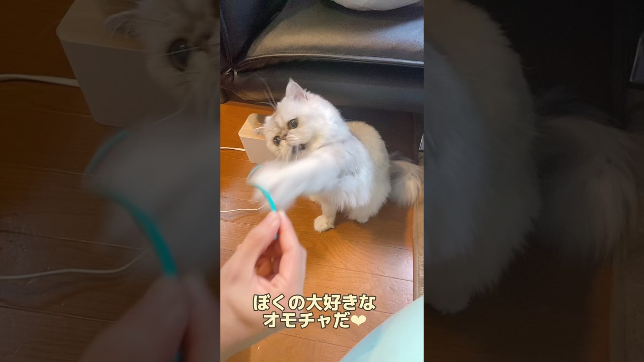 《ペテモ限定》ネズミのしっぽのオモチャで遊ぶペルシャ猫🐾　#shorts #cat #ペルシャ猫