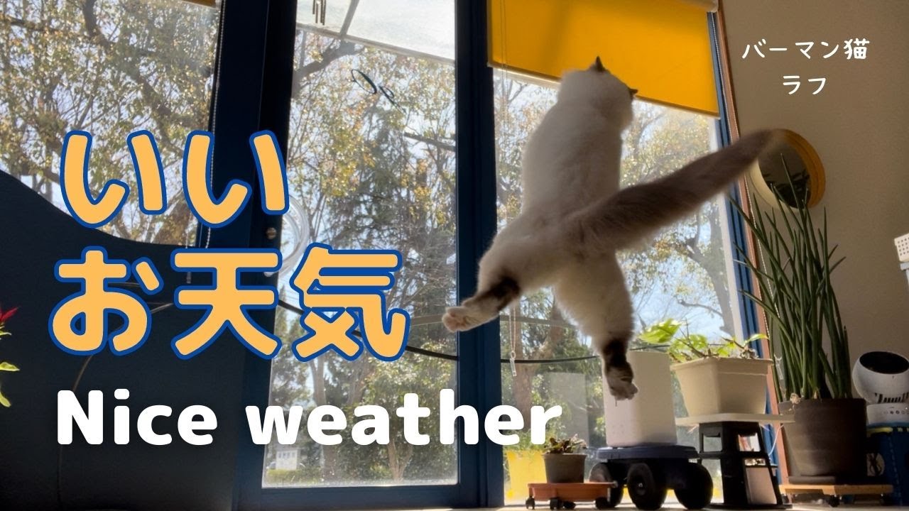バーマン猫たちと遊びたい日和【いいお天気】Nice weather （バーマン猫）Birman/Cat