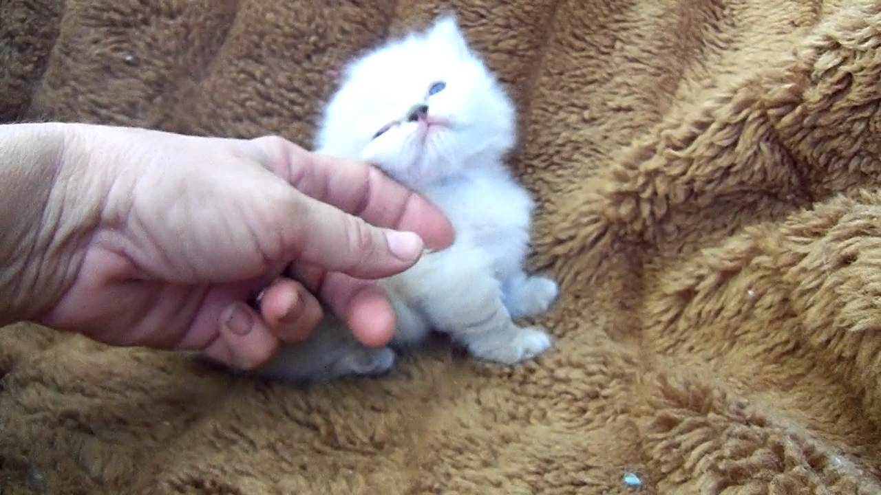 Nancy's kitten Munchkin Manx Himalayan Snowshoe