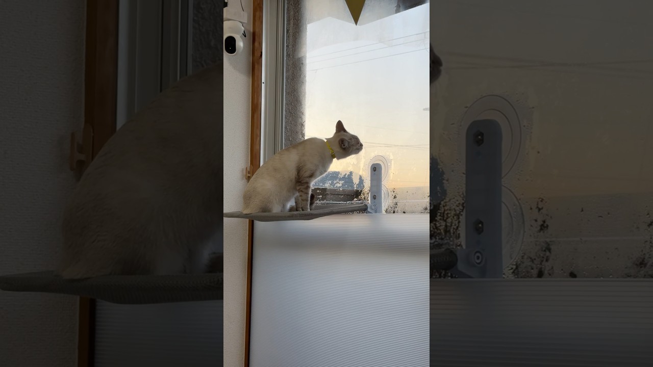 窓の水滴、ぺろぺろすなっ！　#元保護猫　#シャムトラ　#シャムミックス　#cat #猫耳 #kitten #シャムmix  #子猫 #猫耳