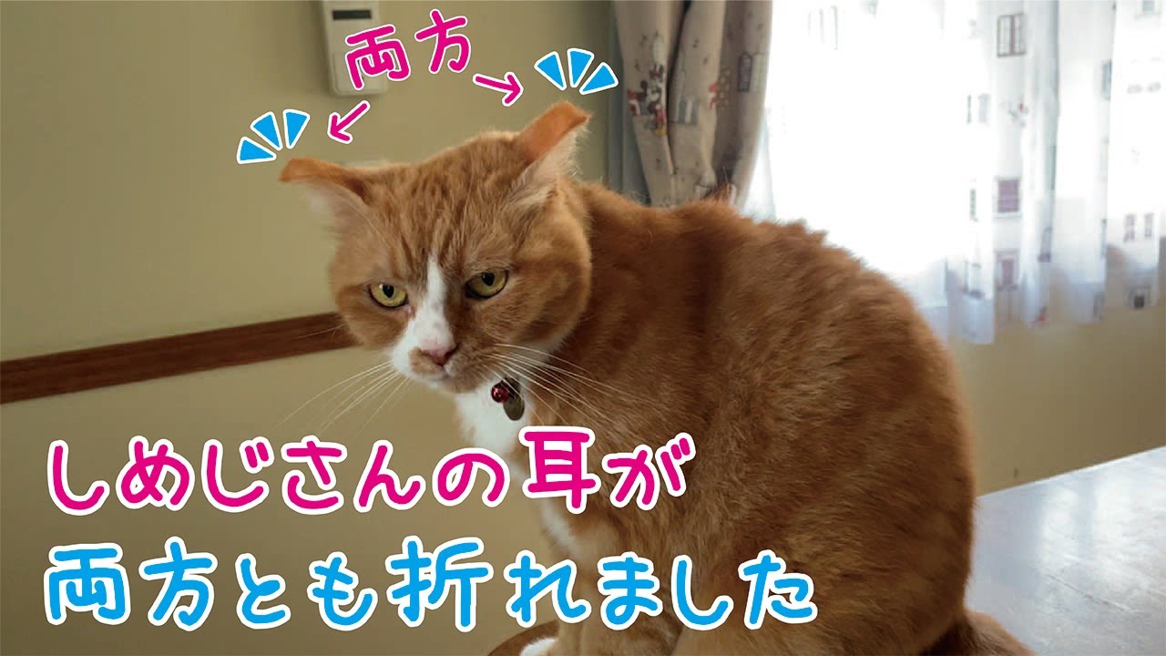 【立ち耳スコティッシュフォールド】しめじさんの耳が両方折れました