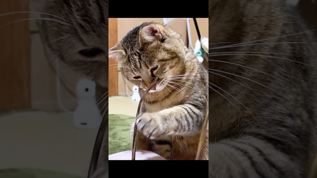 寝坊するお母さん(メガネ)を絶対起こしたい元野良猫が面白すぎる…笑 #野良猫 #おもしろ #猫ッチョファミリー