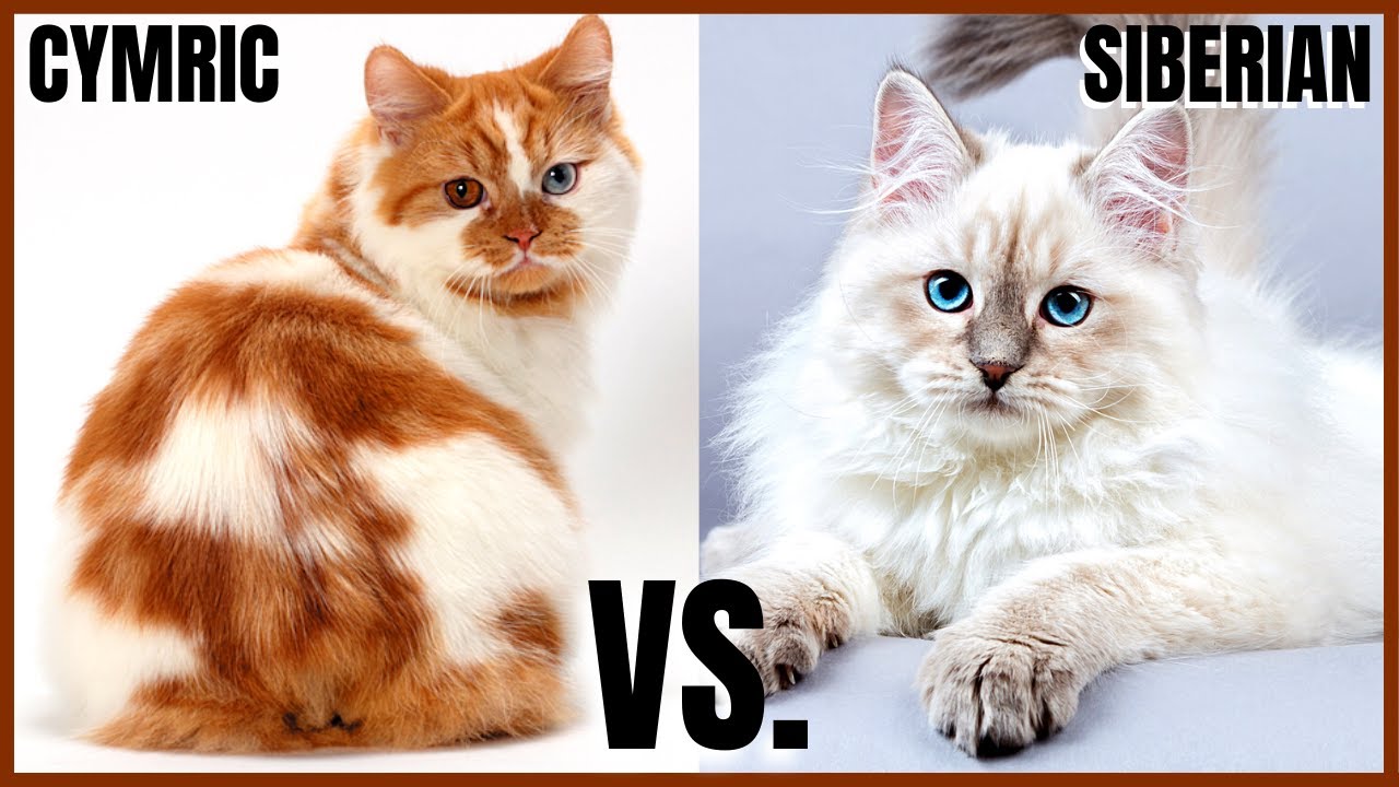 Cymric Cat VS. Siberian Cat